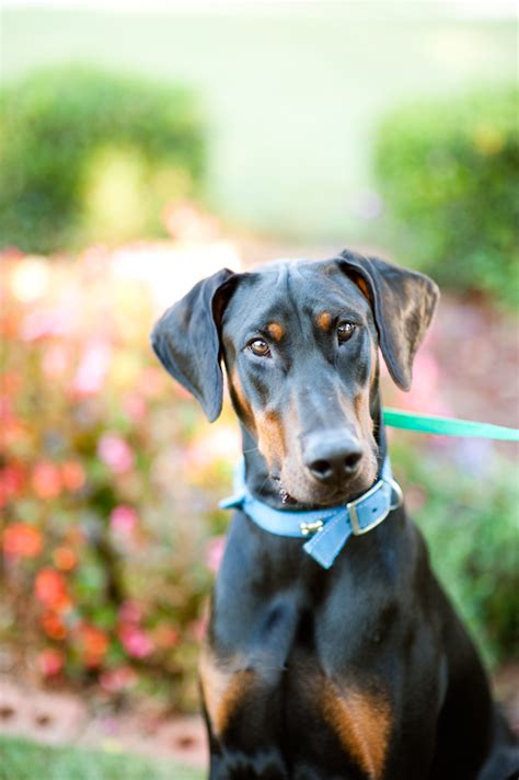 Atlanta doberman rescue - Doberman Rescue of Atlanta was formed by the officers of Atlanta Doberman Pinscher Rescue, and is comprised of the same officers and volunteers who have worked with ADPR for years. ADPR has always...